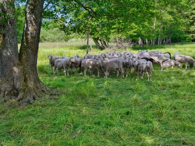Стадо овец пасется на зеленой траве под деревом