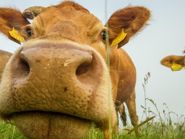 Большой мокрый нос коровы крупным планом