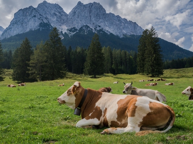 Коровы пасутся на альпийском луге на фоне гор 
