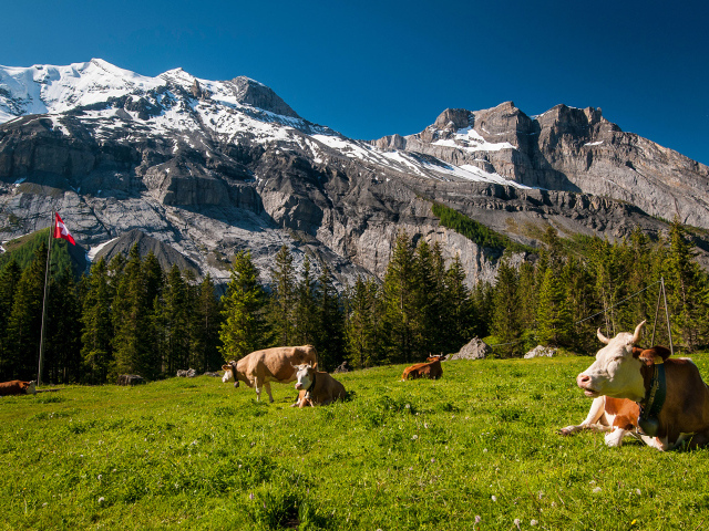 Стадо коров на зеленом лугу в горах