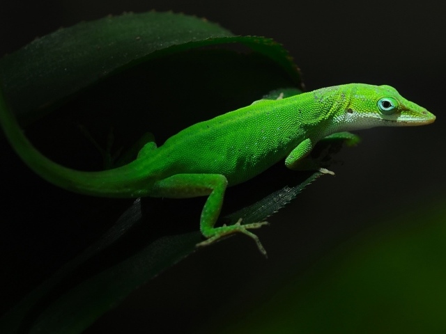 Красивая зеленая ящерица на листе