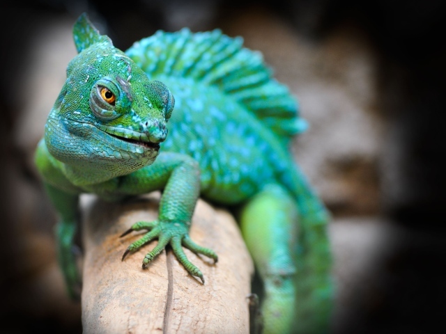 Большой зеленый василиск сидит на ветке 