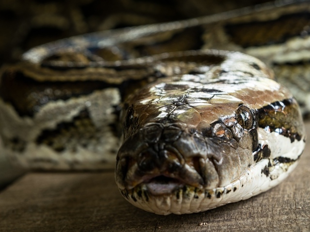 Большой питон крупным планом 