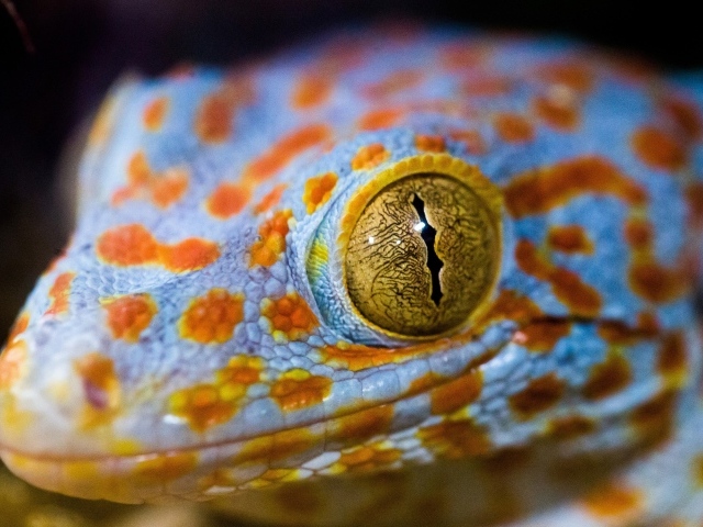 Голова ящерицы с желтыми глазами крупным планом 