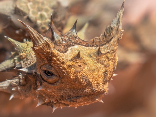 Жабовидная ящерица крупным планом 