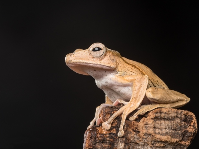 Желтая лягушка сидит на камне на черном фоне