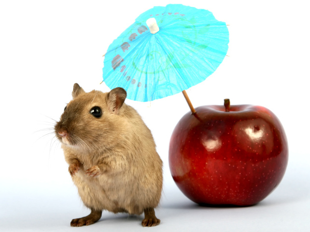 Мышонок с яблоком и зонтиком на белом фоне