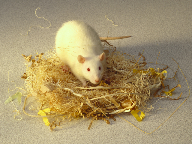 Белая крыса делает себе гнездо