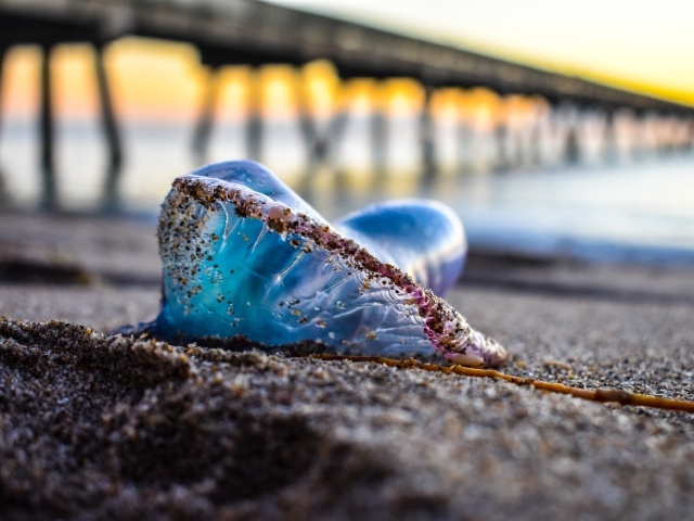 Голубая медуза лежит на песке у моря