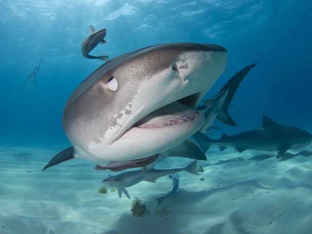 Стая больших хищных акул крупным планом
