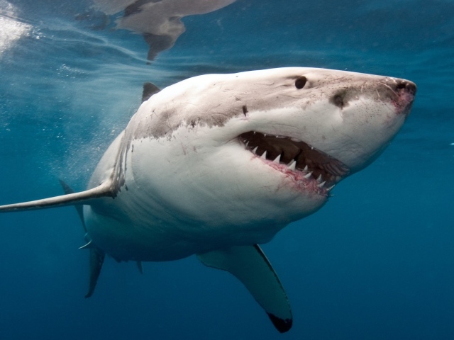 Большая хищная акула с острыми зубами в воде