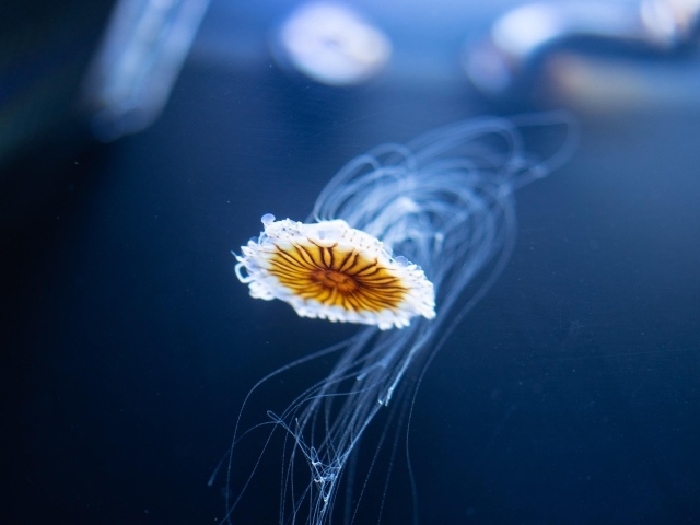 Маленькая медуза плавает в синей воде