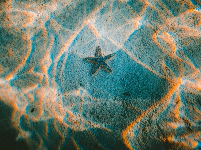 Морская звезда лежит на дне в воде 