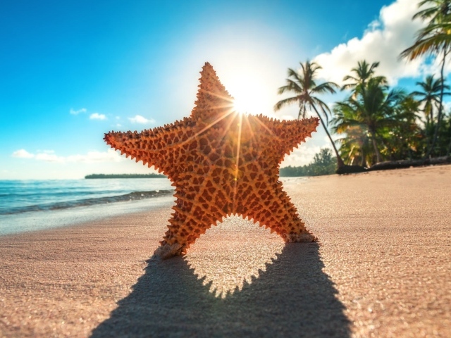 Морская звезда на горячем песке у моря летом 