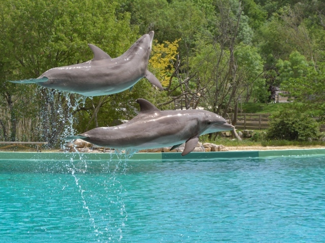 Два больших дельфина выпрыгивают из воды