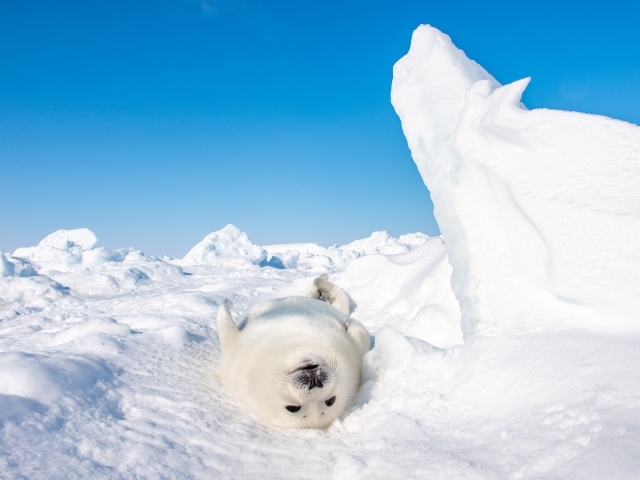 Белый детеныш тюленя лежит на снегу 