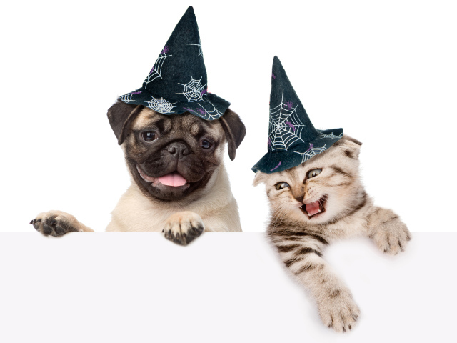 Маленький мопс и котенок в колпаках на белом фоне на Хэллоуин