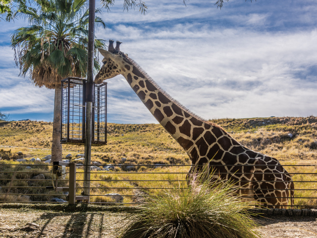 Большой жираф на фоне голубого неба 