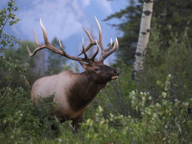 Большой рогатый олень в лесу 