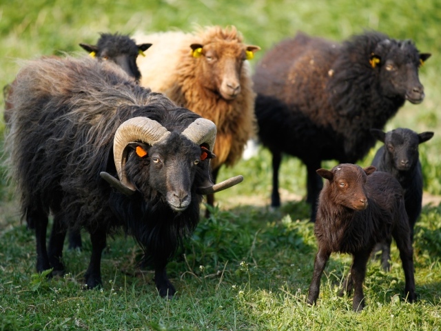 Черные пушистые овцы пасутся на зеленой траве 