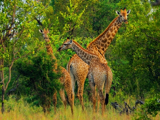 Большие жирафы срывают листву с деревьев 