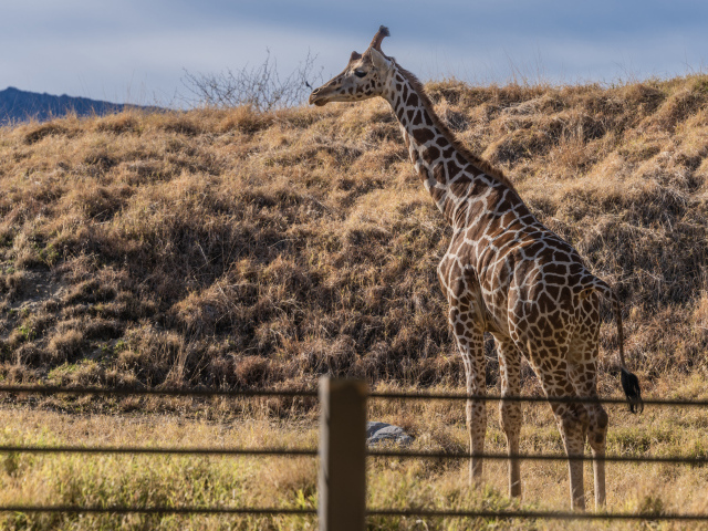 Большой пятнистый жираф на траве