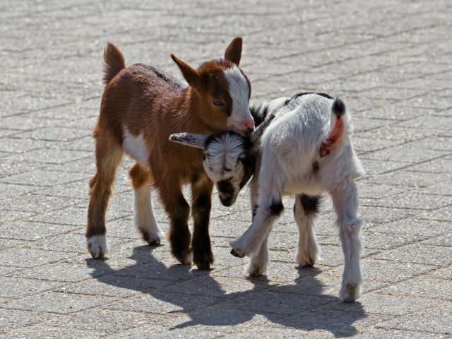 Два маленьких козленка играют