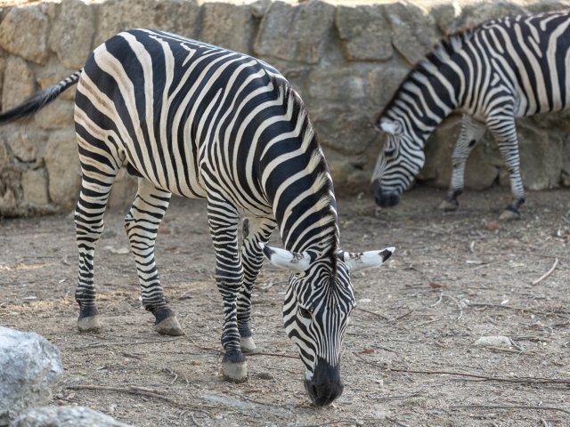 Две полосатые зебры в зоопарке