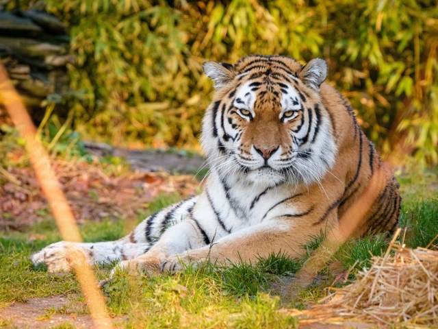 Суровый полосатый амурский тигр лежит на траве
