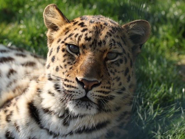 Большой пятнистый леопард лежит на зеленой траве 