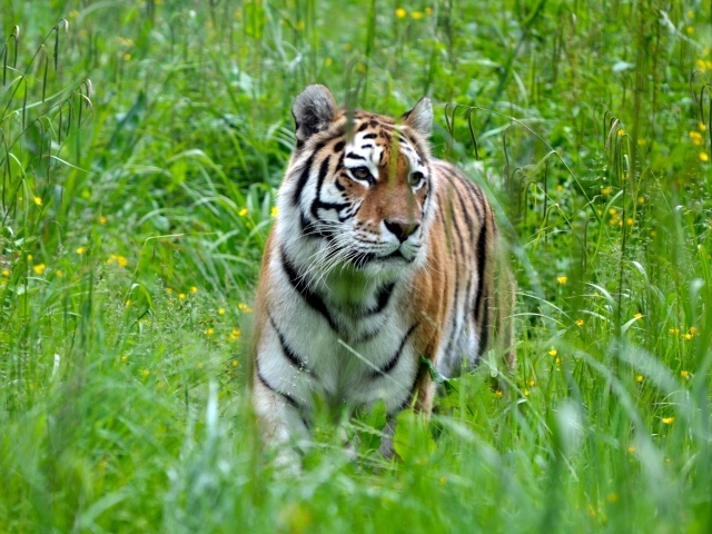 Большой полосатый бенгальский тигр идет по зеленой траве