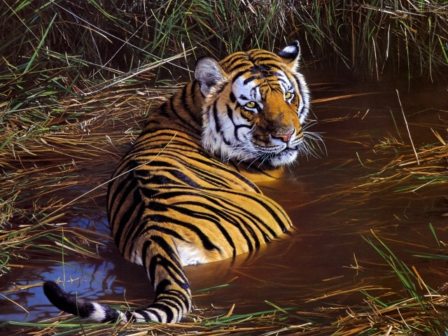Большой полосатый тигр лежит в зеленой траве