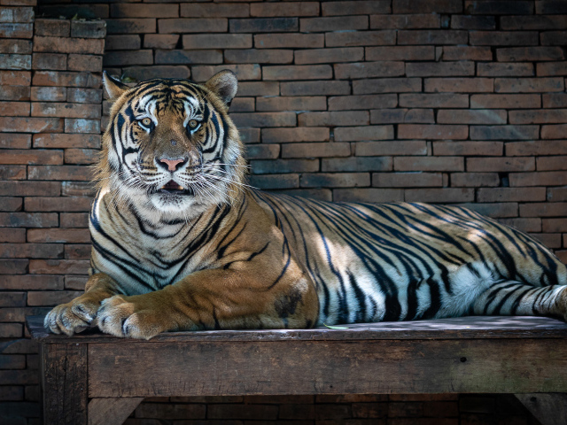 Большой полосатый тигр лежит на деревянном столе в зоопарке 