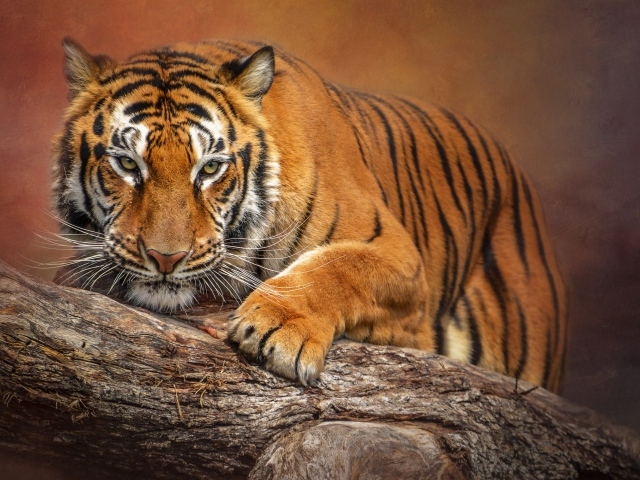 Большой полосатый тигр сидит на сухом дереве 