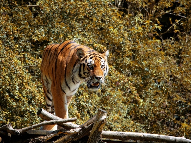 Большой полосатый тигр стоит на деревянном мосту