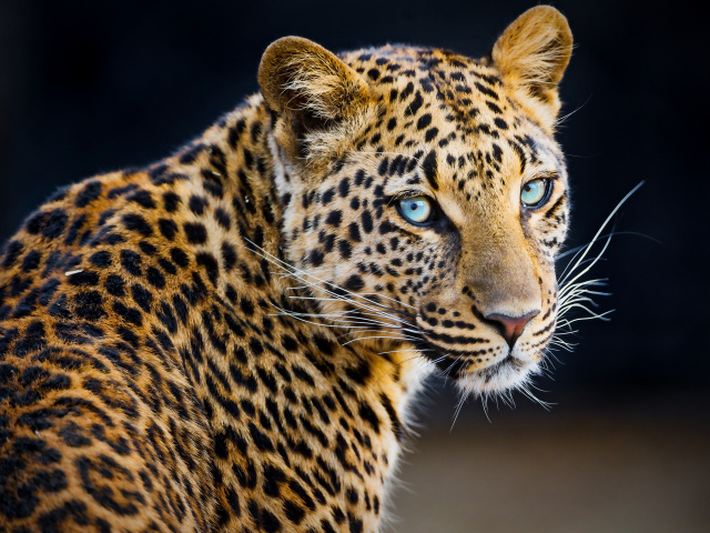 Красивый пятнистый леопард 