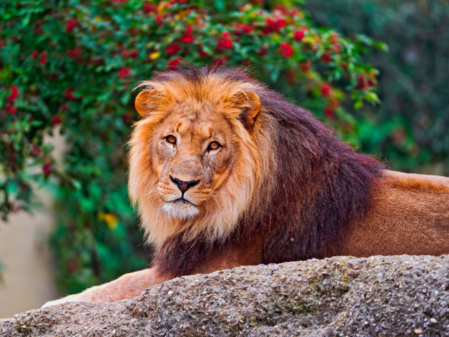 Большой король лев лежит на камне в зоопарке 