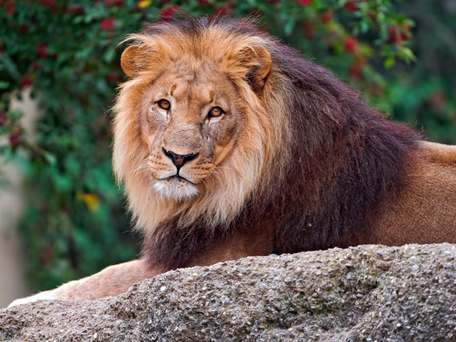 Большой лев лежит на камне в зоопарке 