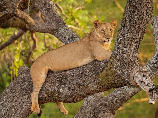 Большая львица лежит на ветке дерева 