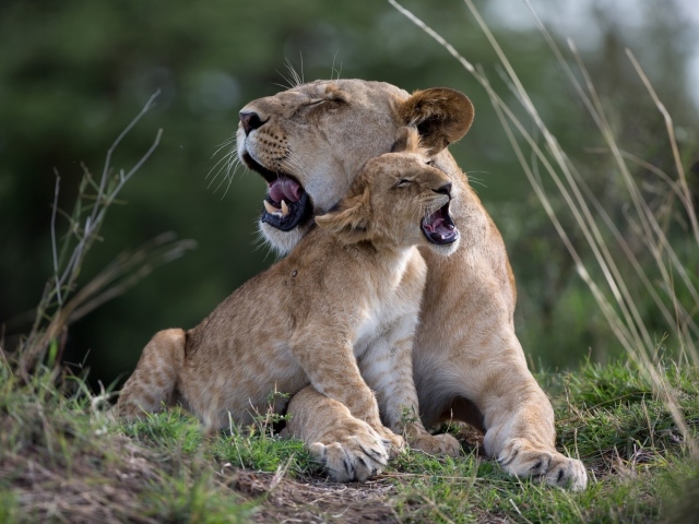 Большая львица играет со львенком на траве