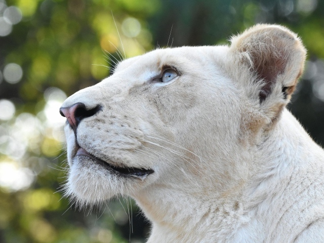 Большая львица с голубыми глазами смотрит вверх 