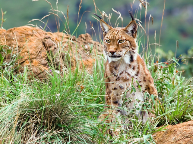 Большая рысь с кисточками на ушах сидит в траве