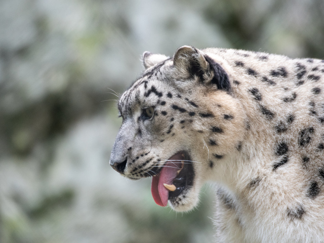 Большой снежный барс с высунутым языком