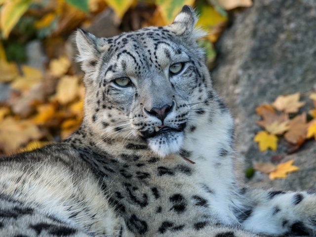 Большой пятнистый снежный барс лежит на земле осенью