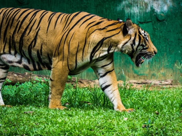 Большой полосатый тигр идет по зеленой траве 