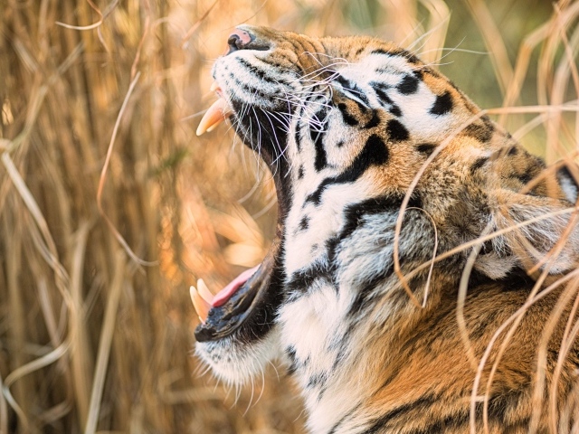 Большой полосатый тигр зевает в зарослях травы 