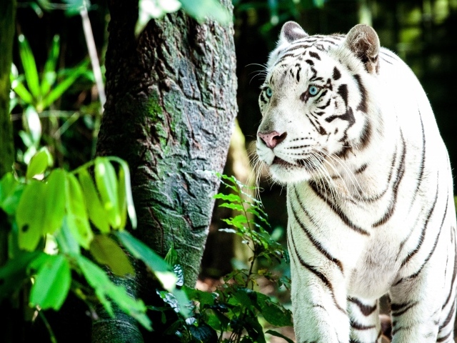 Большой белый тигр с голубыми глазами идет по лесу 