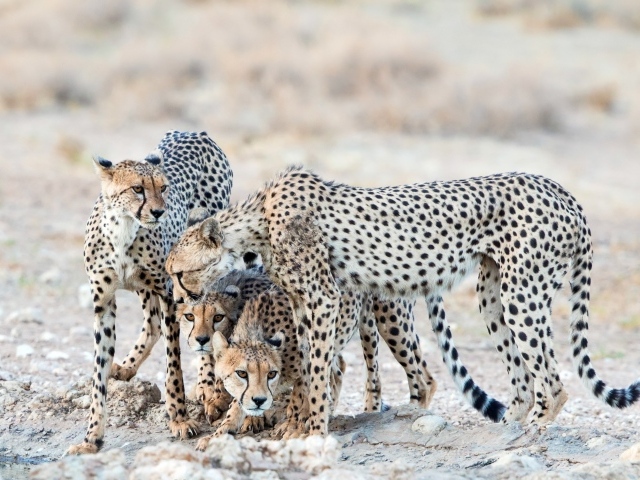 Гепарды охраняют детенышей 