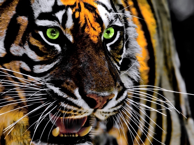 Зеленоглазый полосатый тигр с открытой пастью крупным планом