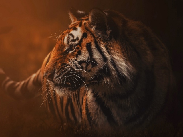 Большой полосатый хищный тигр в тумане